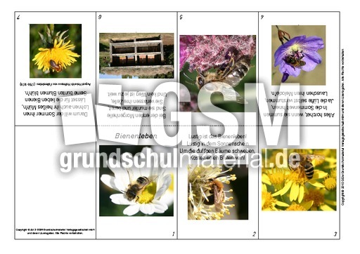 Faltbuch-Bienenleben-Fallersleben.pdf